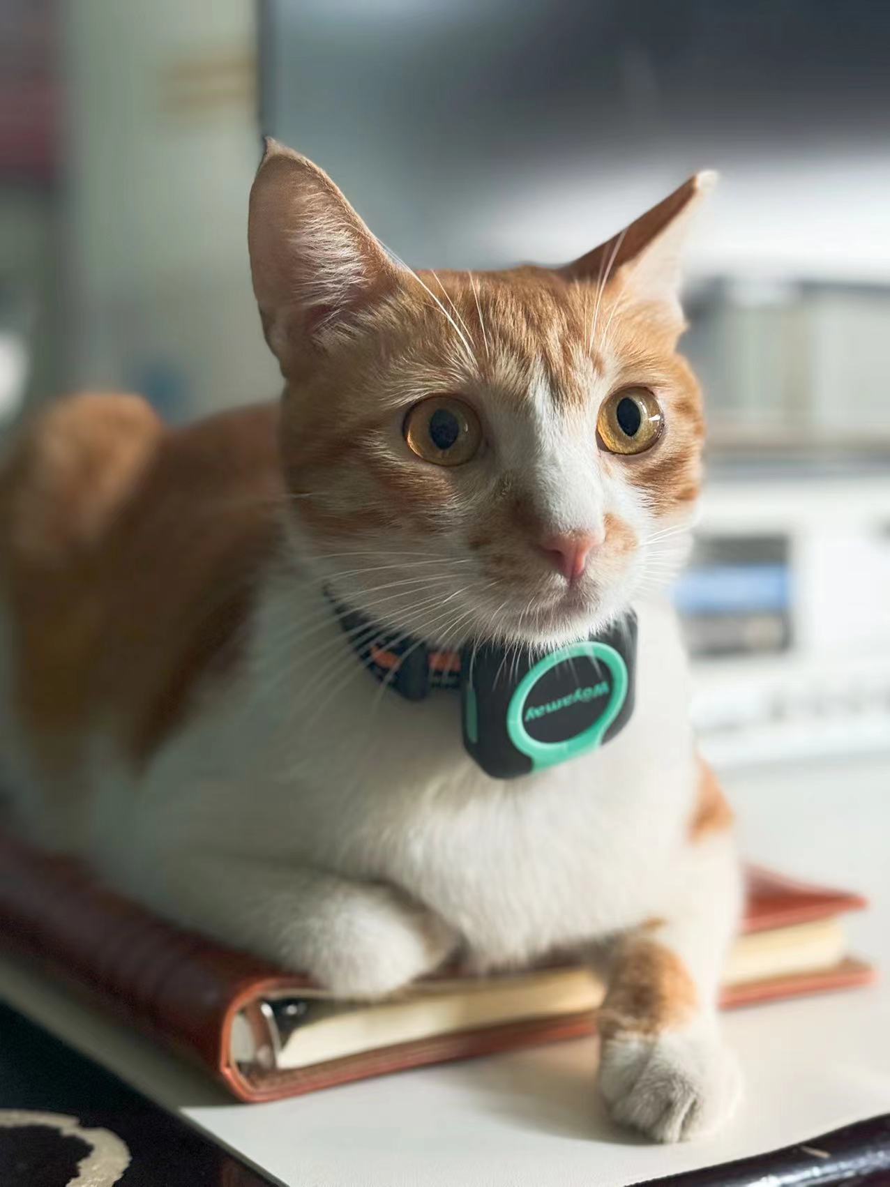 Smart GPS- & Sundhedstracker til Kæledyr - hold styr på dit kæledyrs helbred og sundhed