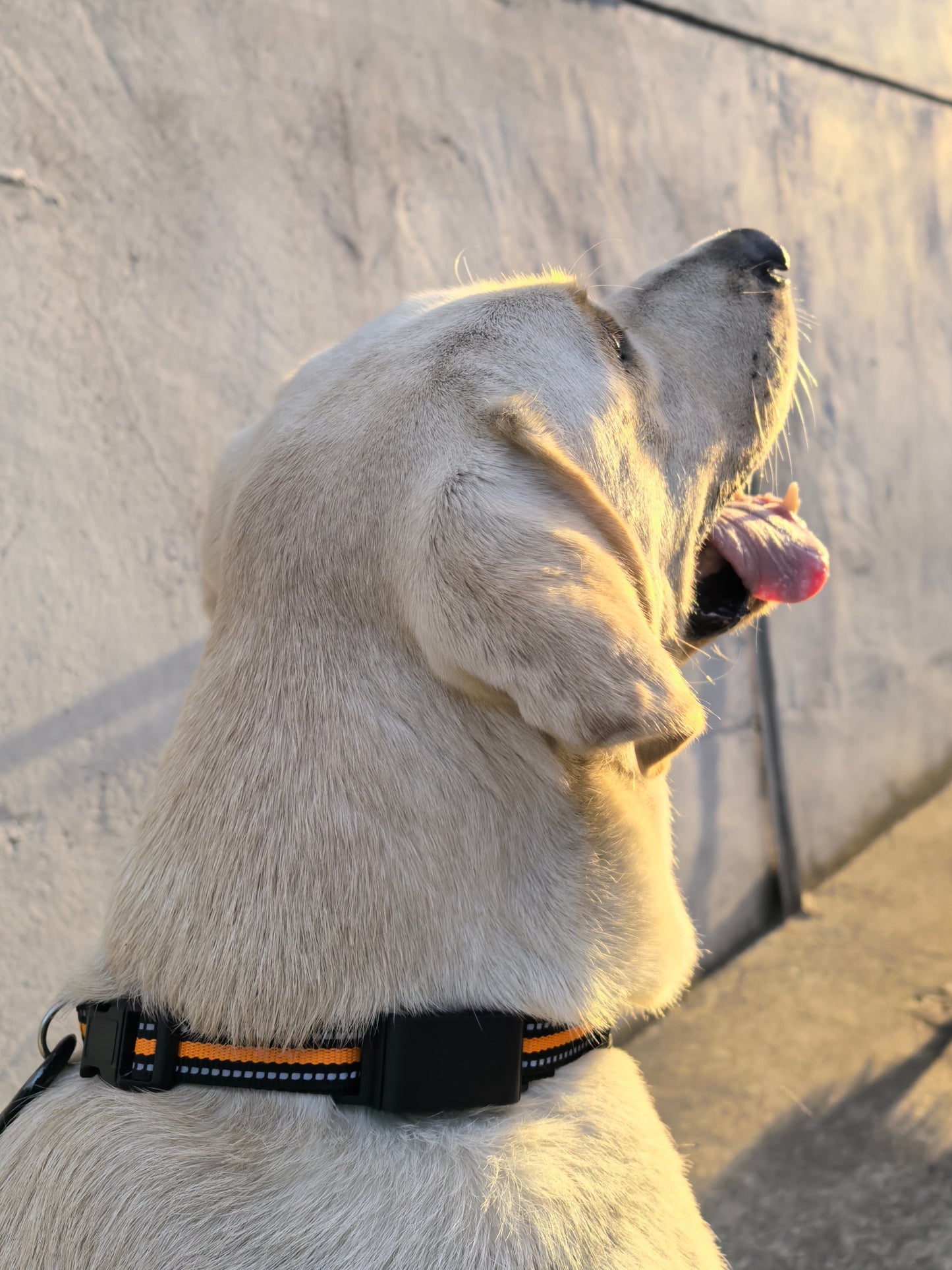 Smart GPS- Tracker til Kæledyr – Sikkerhed og sundhed i en smart enhed