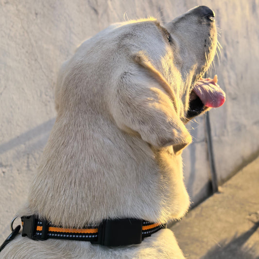 Smart GPS & Health Tracker for Pets – GPS- & Sundhedstracker til Kæledyr